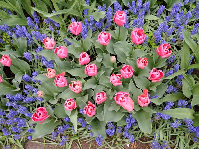 Pink Tulips and Blue Hyacinths in Bloom