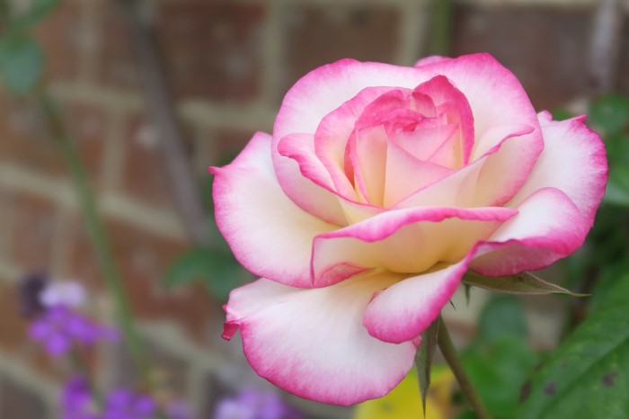Close-up of a pink and white rose