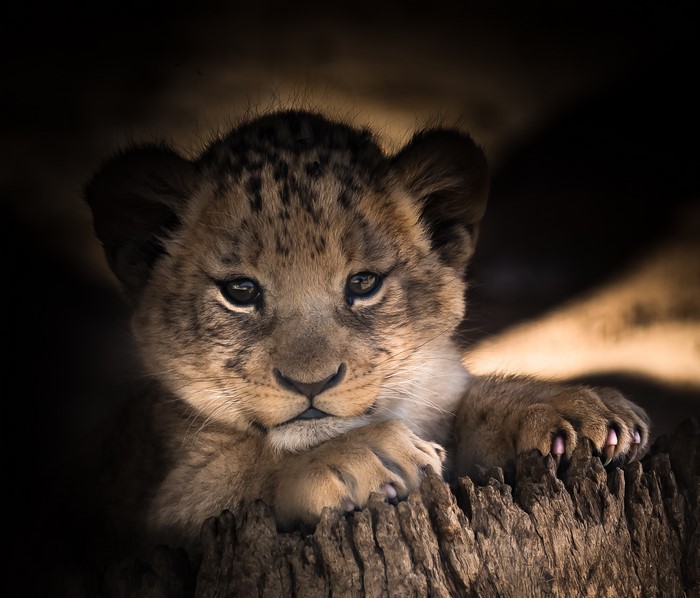 Lion cub resting on a log