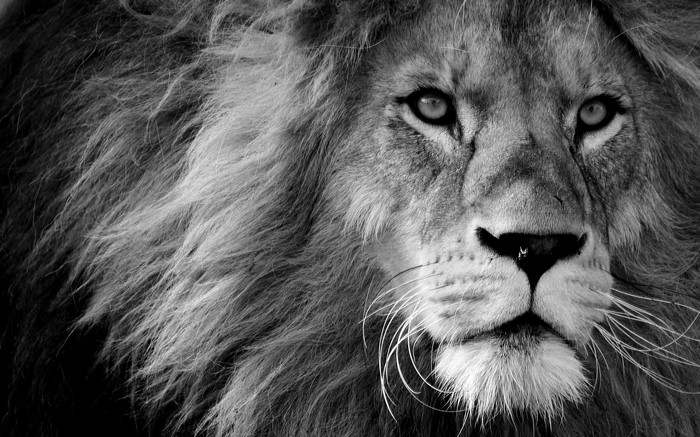 Close-up of a male lion's face