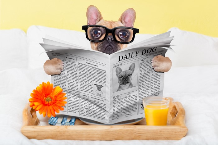 French Bulldog Reading Newspaper with Breakfast
