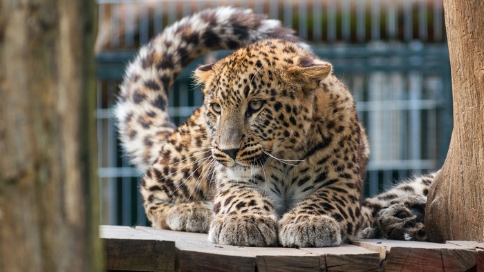 Leopard resting on wooden platform