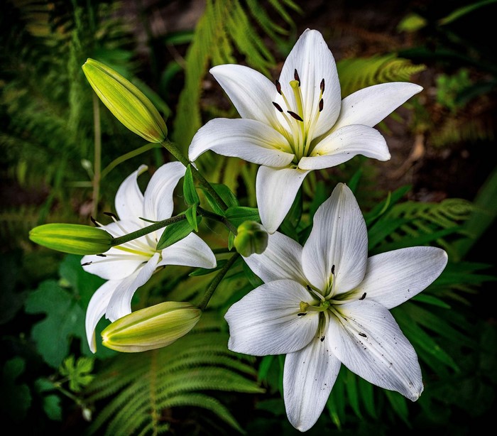 White lilies and buds on a dark background