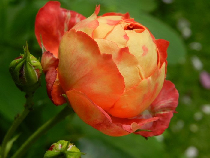 Orange and red rose with buds