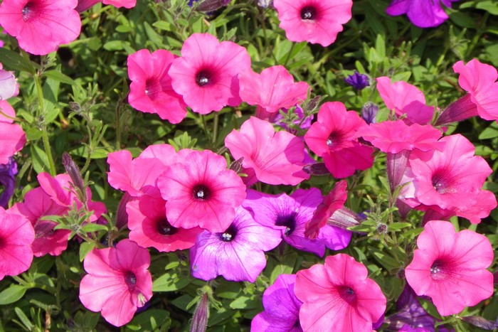 Pink and purple petunias in bloom