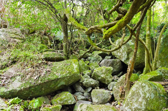 Mossy rocks and tangled vines in a jungle