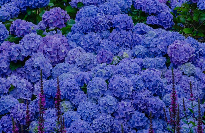 Many Blue and Purple Hydrangeas