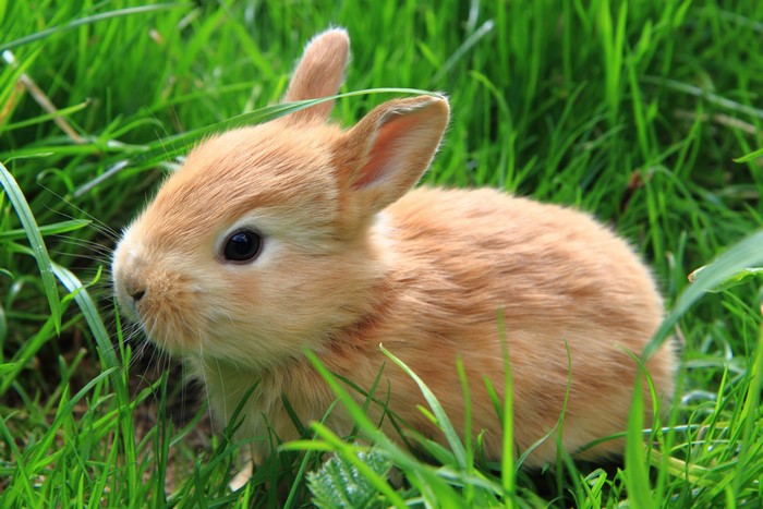 A small brown rabbit sits in green grass