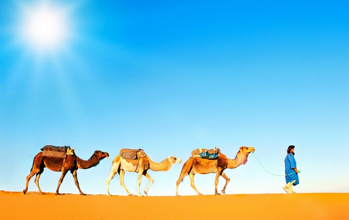 Man leads camels across a desert dune