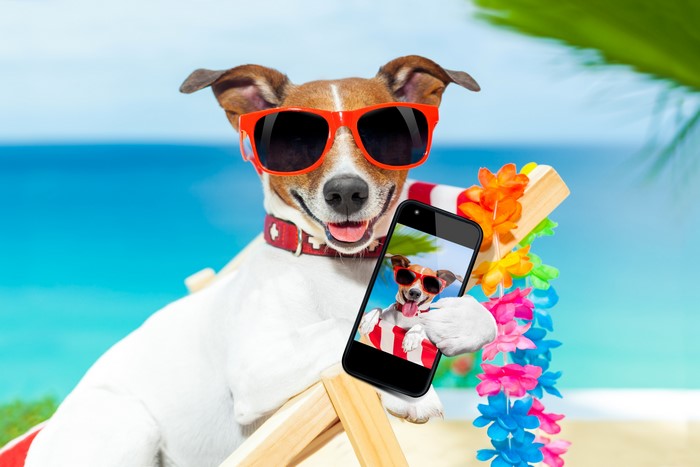 Jack Russell terrier taking a selfie on the beach