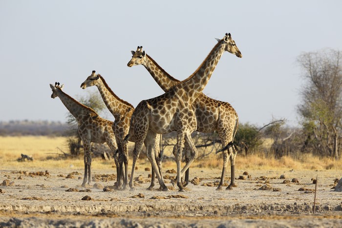 Four giraffes in a dry landscape