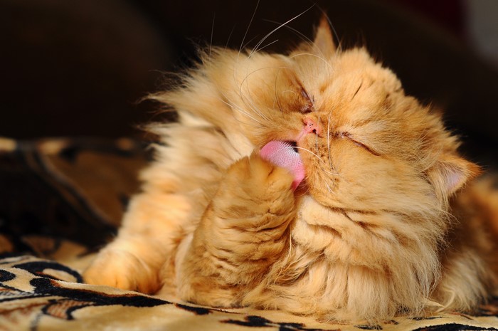 Ginger Persian cat licking its paw