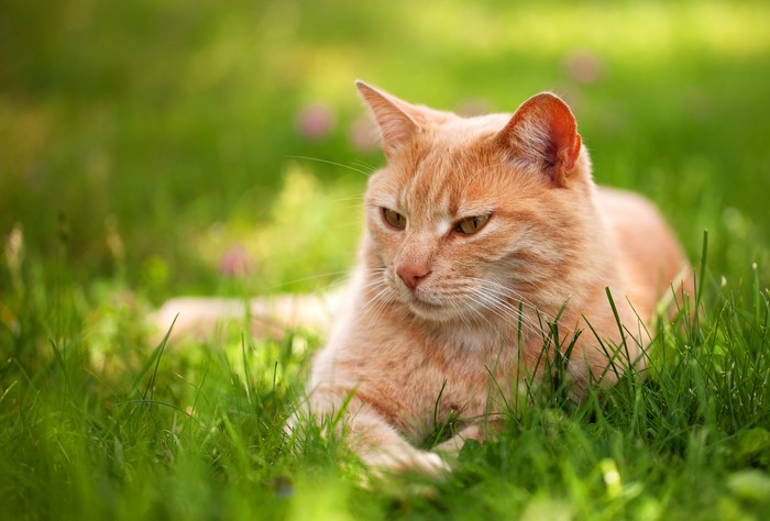 Ginger cat lying in green grass