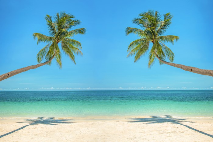 Two palm trees on a tropical beach with clear blue water