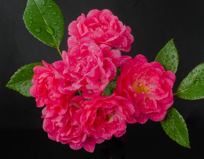 Pink roses with water drops on a black background