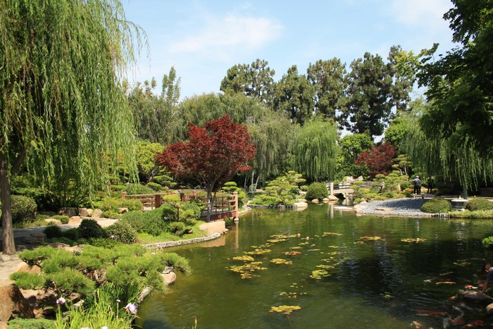 Earl Burns Miller Japanese Garden with Pond and Koi