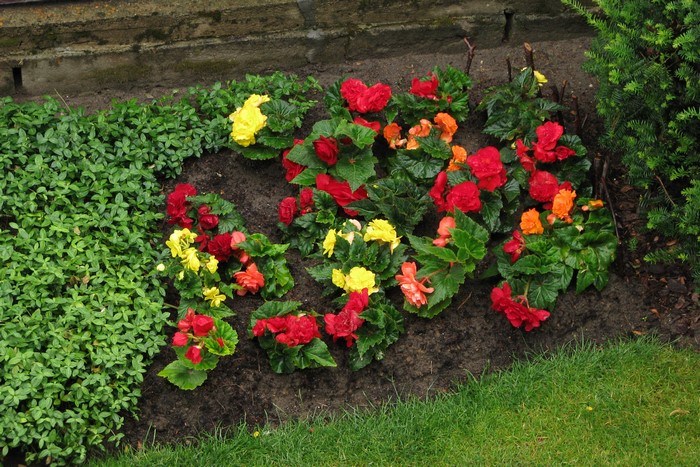 Begonias in a garden bed