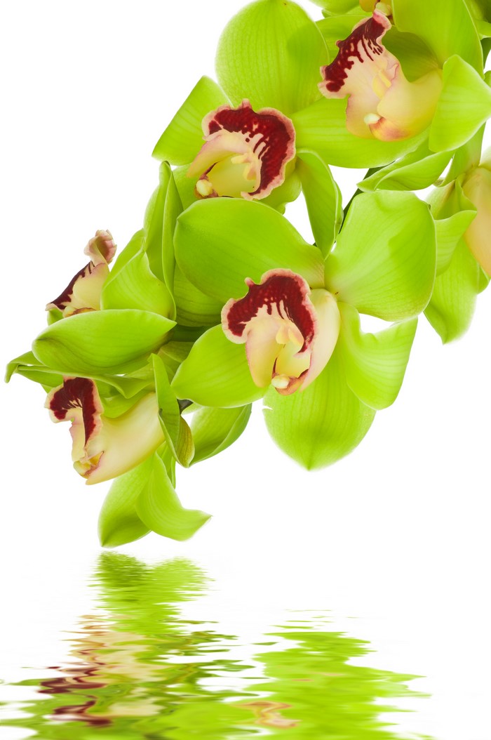 Green Orchids with Water Reflection