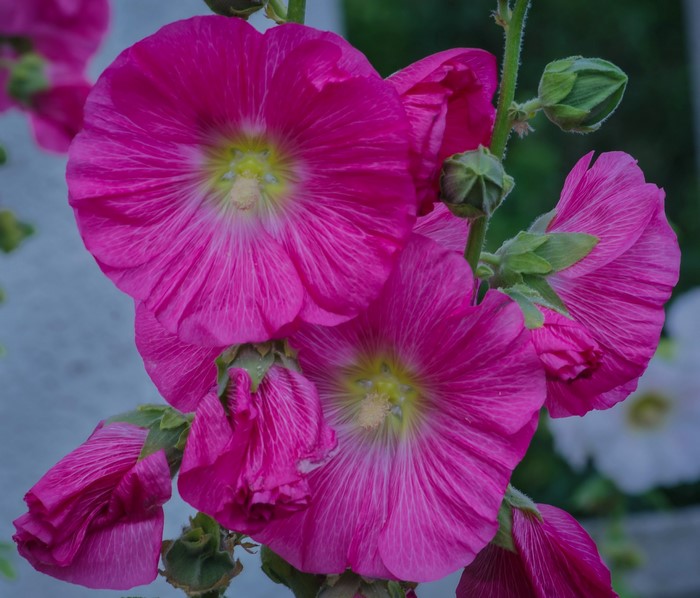 Close-up of Pink Hollyhock Flowers