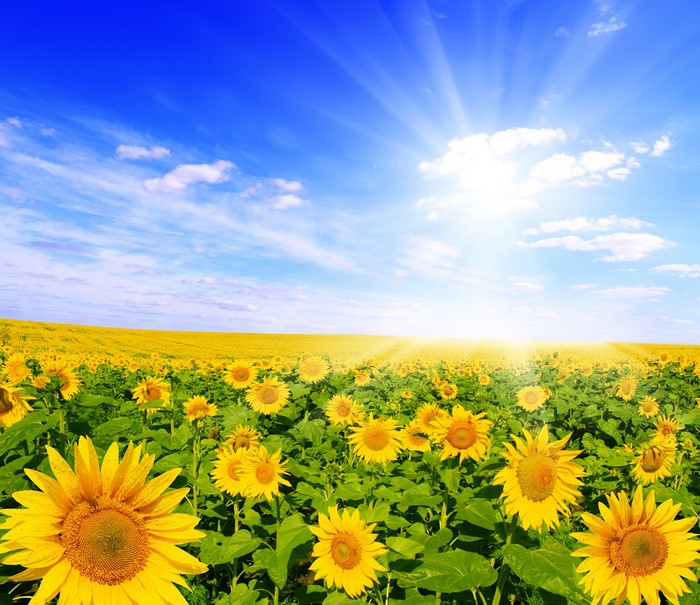 Field of Sunflowers under a Bright Blue Sky