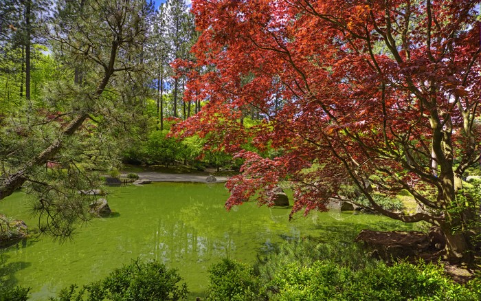 Spokane Japanese Garden Pond with Red Maple Tree
