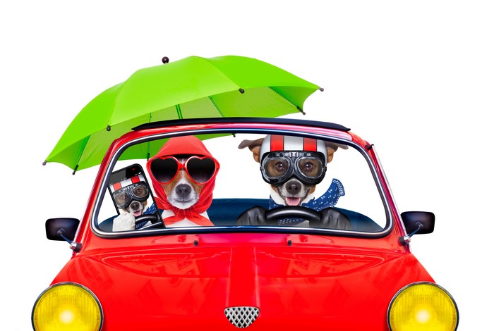 Dogs in a red car with umbrella and smartphone