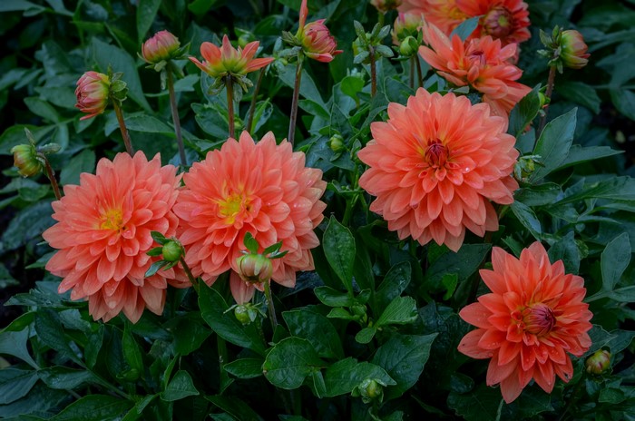 Close-up of Coral Dahlias with Buds