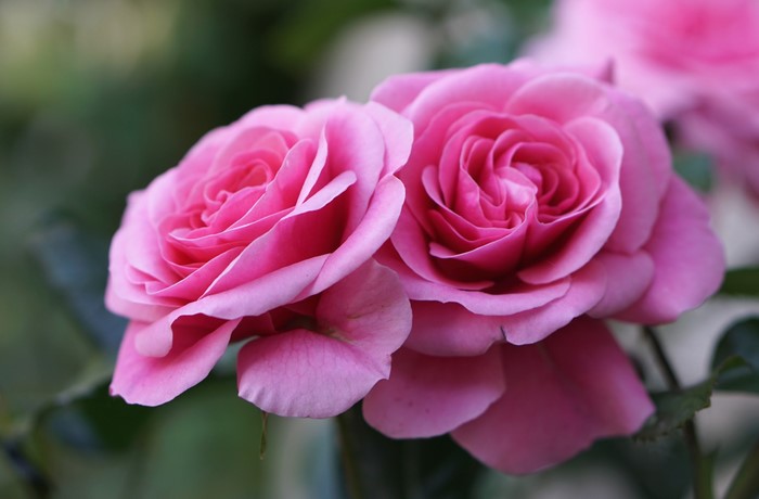 Two Pink Roses in Close-up