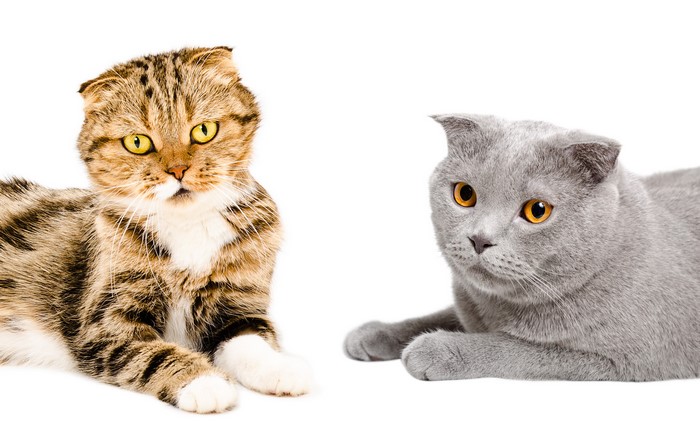 Two Scottish Fold cats on a white background