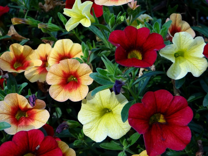 Multicolor Petunias in Bloom