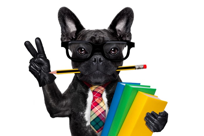 French Bulldog with Glasses Holding Books and Pencil