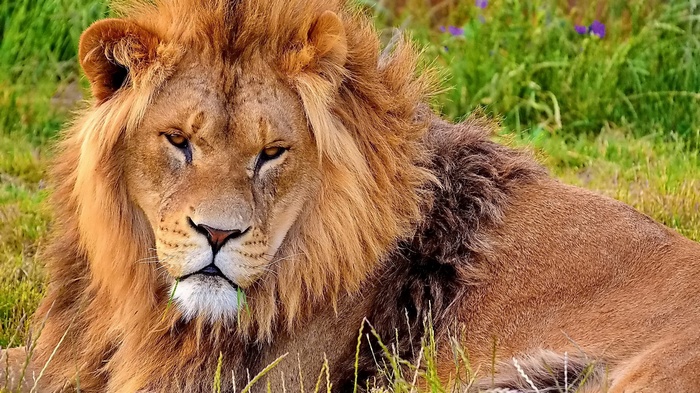 Lion with a mane lying in grass