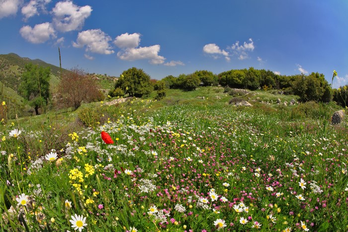 A field of wildflowers with a red poppy