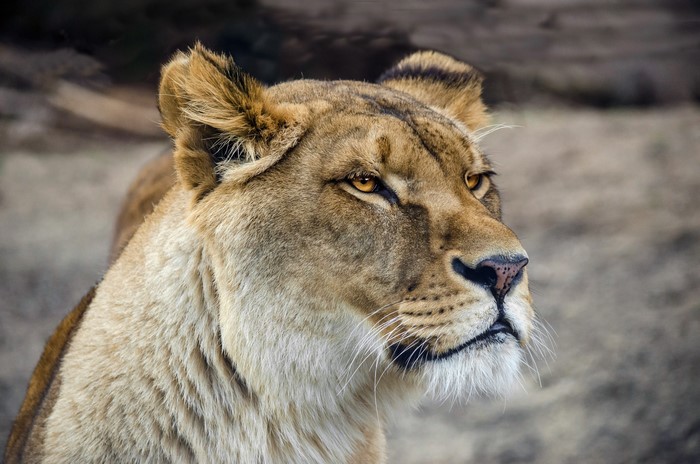 Lioness looking to the side