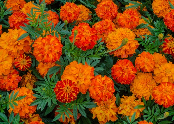 Orange and red marigolds in a garden