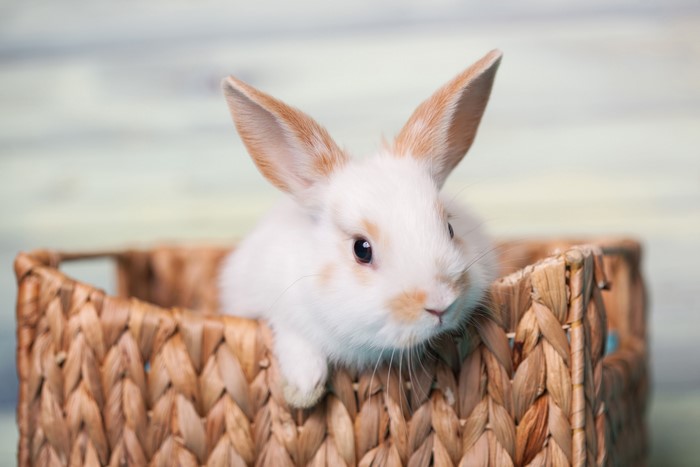 White rabbit with brown markings in a basket