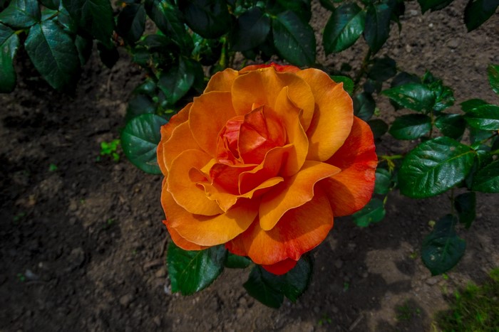 Orange rose in bloom