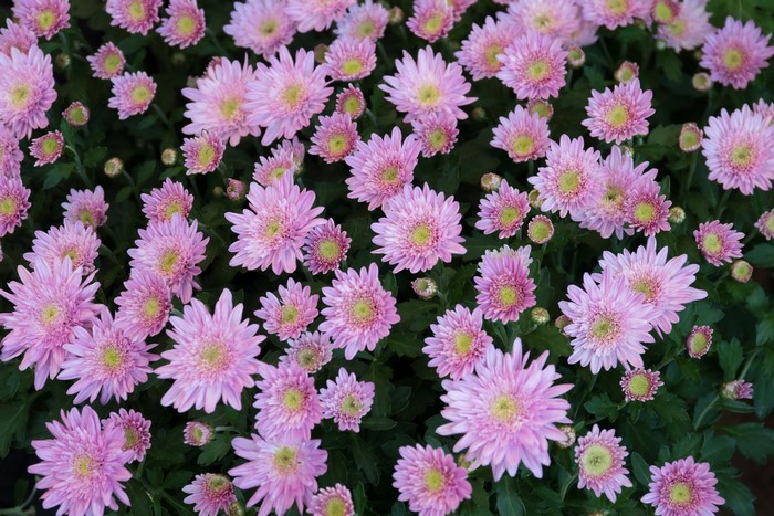 Pink Chrysanthemums in Bloom