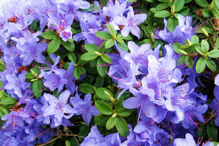 Close-up of Violet Rhododendron Flowers
