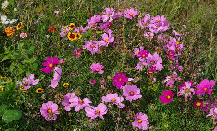 Cosmos flowers in a field