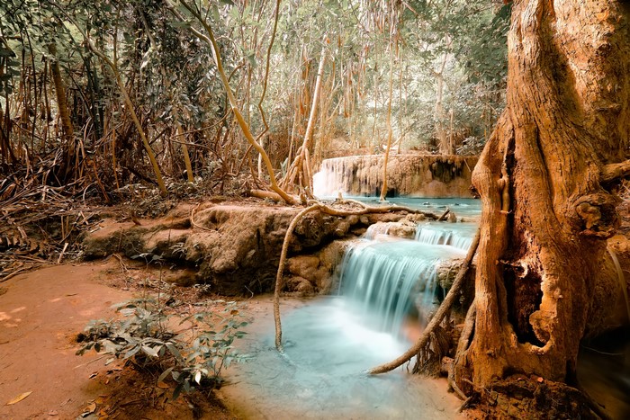 Waterfall in a lush forest with a large tree trunk
