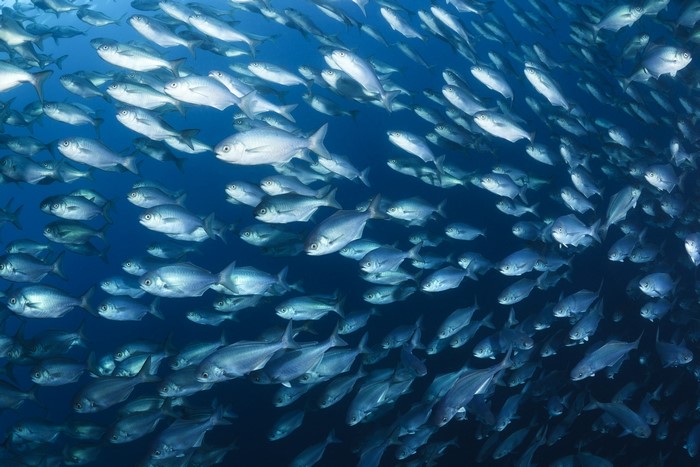 4K Underwater School of Fish