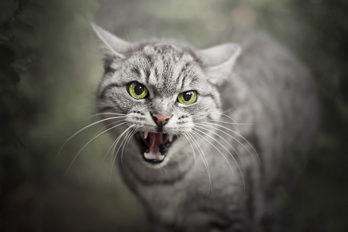 Angry tabby cat with green eyes roaring