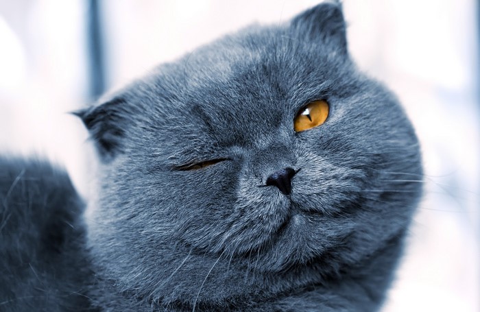 Close-up of a grey cat winking