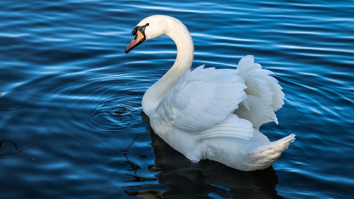 White Swan Swimming in Blue Water
