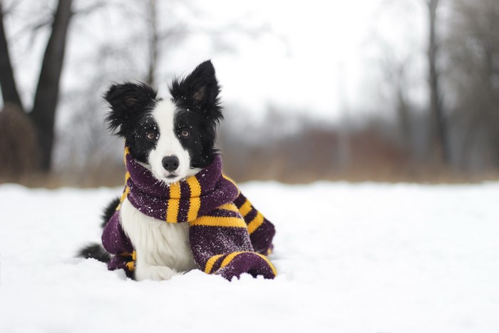 Border Collie dog wearing a scarf in the snow