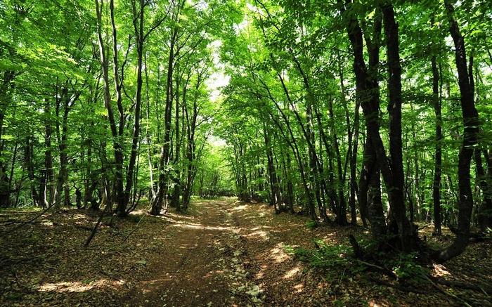 A dirt path through a sun-dappled forest