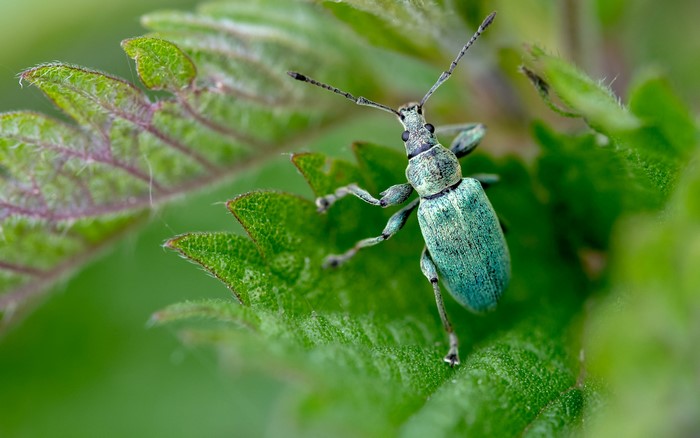 Green Weevil Beetle on a Leaf