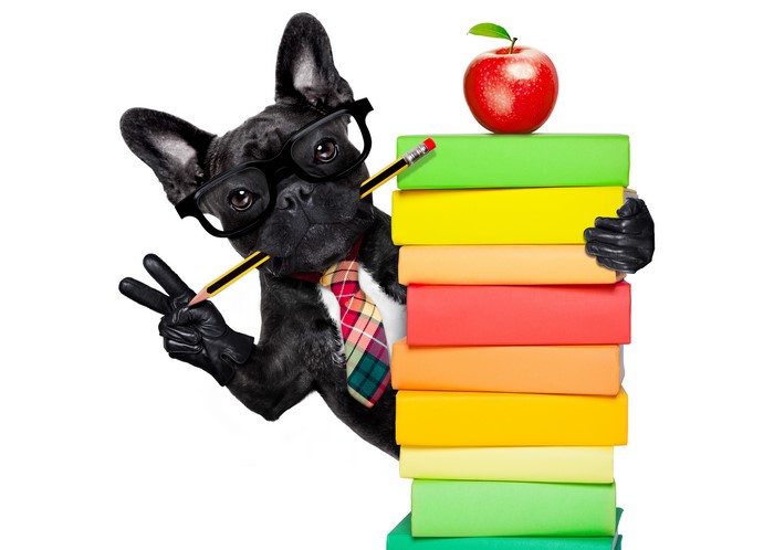 French Bulldog with Glasses and Books