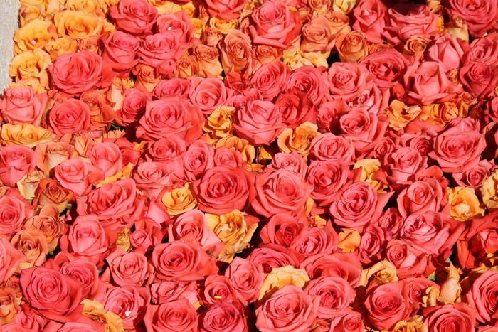 A dense arrangement of pink and orange roses